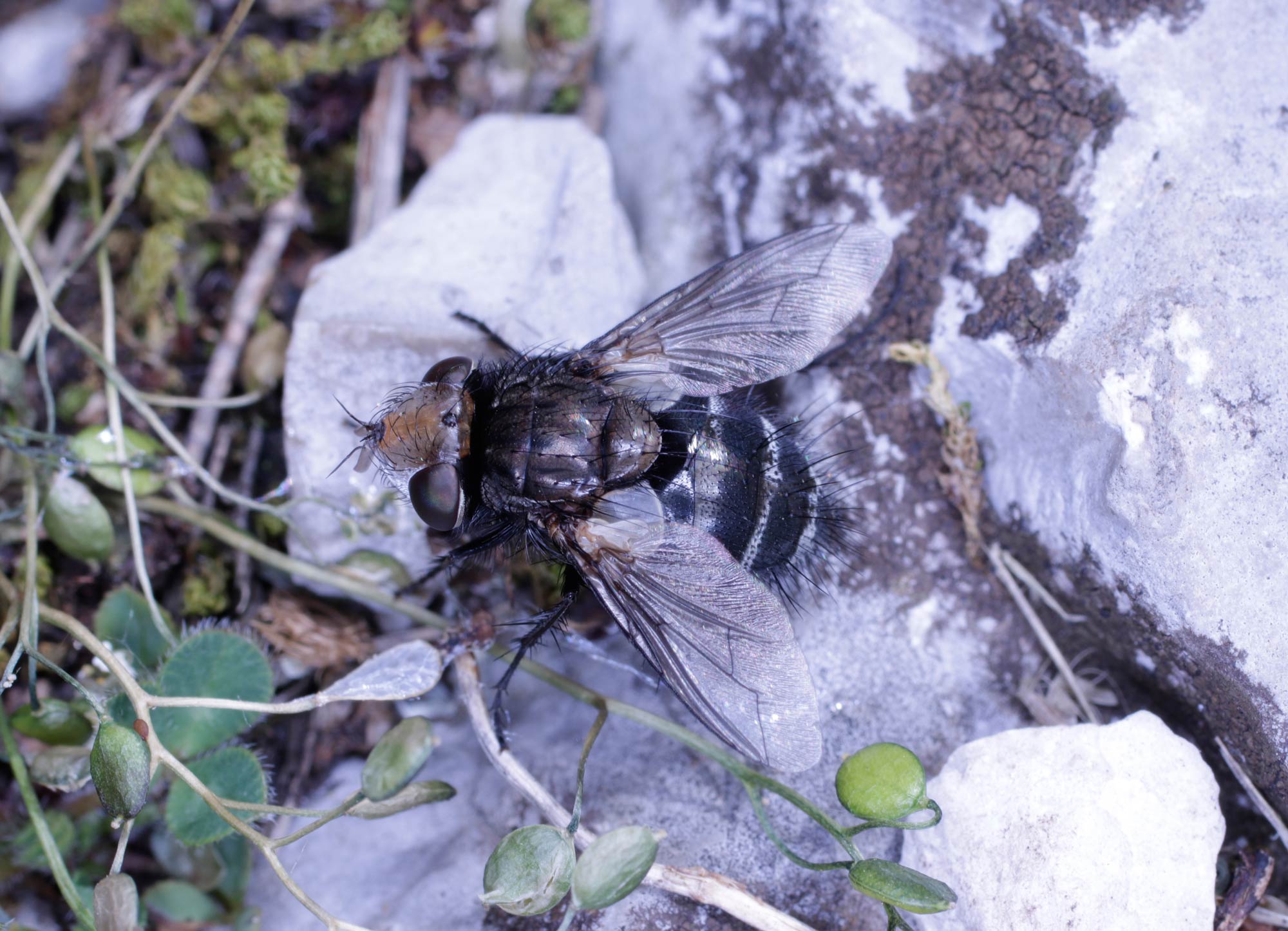 Tachinidae: cfr. Gonia sp.